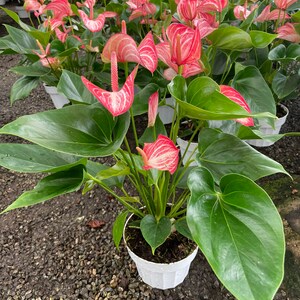 Large -1.5ft to 2ft Tall -6 Inch Potted Live Plant - Pink and White  Anthurium -air Purifier-needs Humidity - Etsy