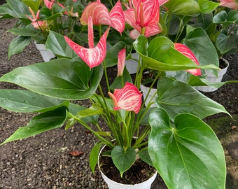 Large -1.5ft to 2ft tall -6 inch potted live plant - Pink and white Anthurium -air purifier-needs humidity