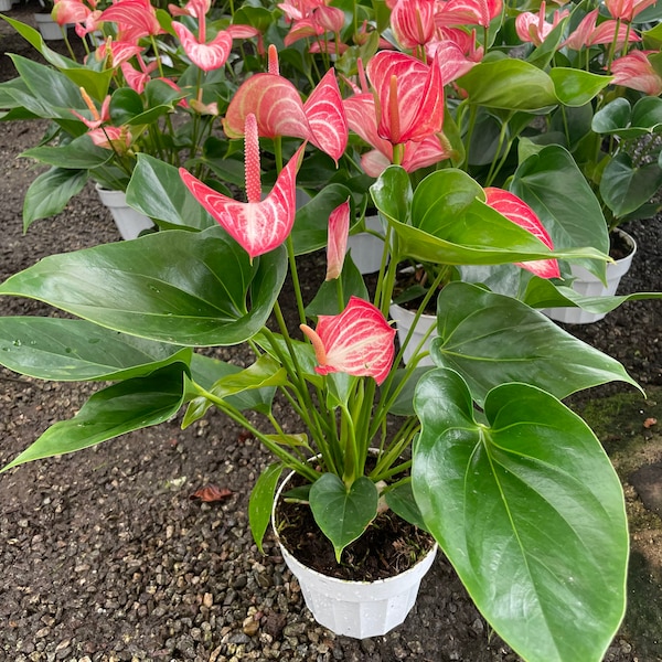 Large -1.5ft to 2ft tall -6 inch potted live plant - Pink and white Anthurium -air purifier-needs humidity