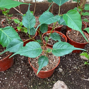 6 inch pot Ficus religiosa -great for bonsai -heart shaped leaves -easy care-Bodhi Tree - Ashvattha tree- The sacred fig-similar to photo