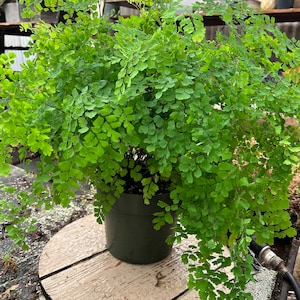 6  pot -maiden hair fern-similar to photo not exact- low light , loves water , pet friendly, air purifier