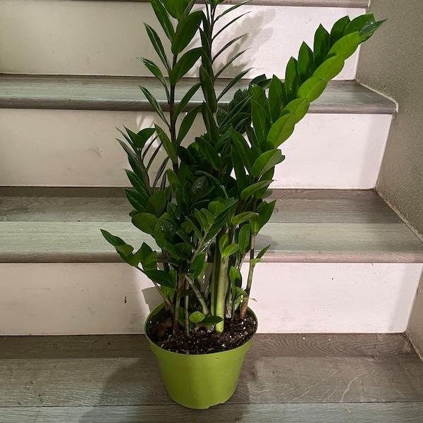 ZZ plant (Zamioculcas zamiifolia)-easy care- air purifier-handles low light- multiple size option