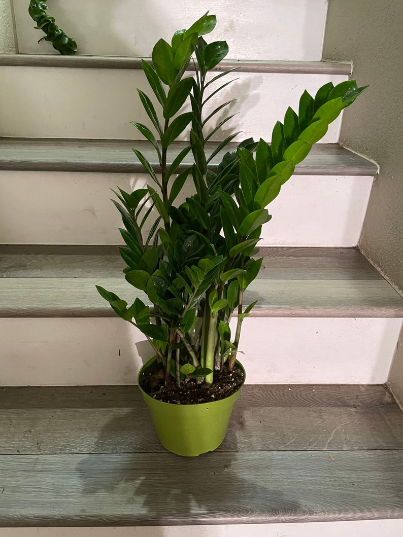 ZZ plant Zamioculcas zamiifoliaeasy care air purifier-handles low light multiple size option image 3