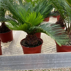 6 inch potted -Bonsai ready -Sago Palm-indoor or outdoor -low maintenance easy care-similar to picture not exact