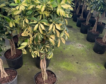 4 ft - Variegated Dwarf Umbrella Tree - Schefflera! Variegated Schefflera Arboricola  not exact- variegation may vary from photo