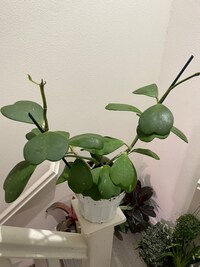 XXL -large 6 inch pot Hoya Kerri-hard to find this size- not exact plant -similar
