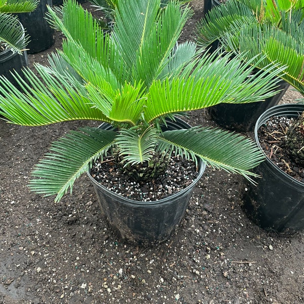 Large Sago Palm -3 gallon -indoor or outdoor -low maintenance easy care-similar to picture not exact