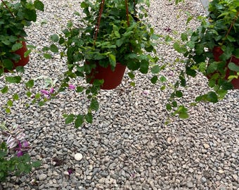 6 inch pot trailing- ficus pumila - terrarium - bathroom -low light -creeping fig Ivy-Not exact plant