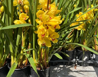 Golden yellow blooms cymbidium  orchid currently blooming . Perfect gift for the plant lover! Not Exact plant