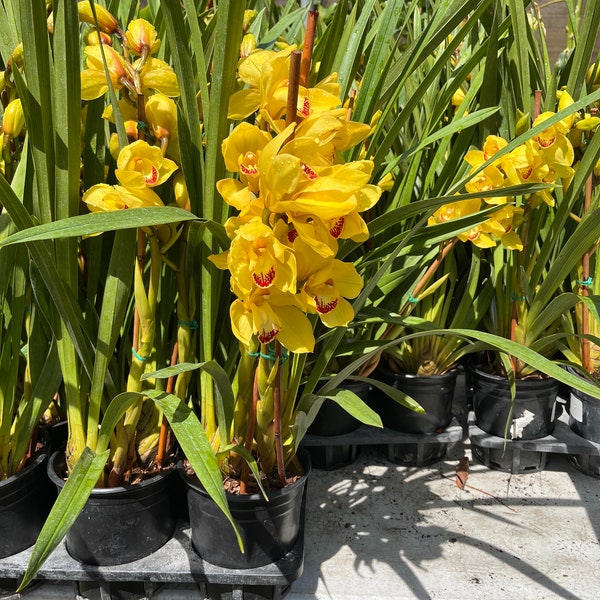 Golden yellow blooms cymbidium  orchid currently blooming . Perfect gift for the plant lover! Not Exact plant