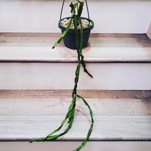 4 inch pot- rooted rhipsalis paradoxa-large form- similar but not exact to photo 2