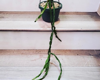 4 inch pot- rooted rhipsalis paradoxa-large form- similar but not exact to photo 2