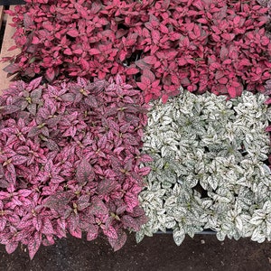 3 pack bundle- 4 inch polka dot plant  (not a starter ) live potted plant in growers pot- red , white or pink-growers choice