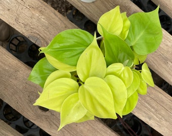 4 inch potted heart leaf  philodendron (cordatum)- NEON