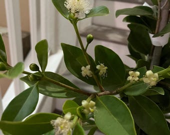 Guayaba fresa amarilla, dulce y jugosa, de 90-150 cm de altura. Piel amarilla, jugosa y dulce, pulpa blanca. Actualmente en producción (noviembre de 2020).