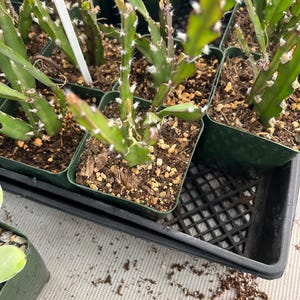 Rhipsalis Cruciformis  -easy care - multiple options