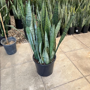May include: A large potted snake plant with tall, upright, green and gray striped leaves. The plant is in a black plastic pot, and other potted plants are visible in the background. The image is taken in a plant nursery.