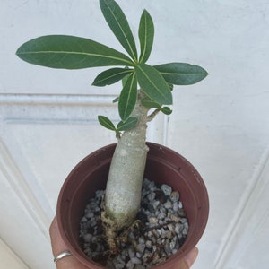 4 inch growers pot -desert rose caudex bonsai starter