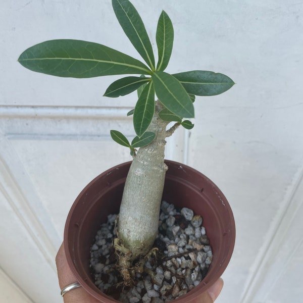 4 inch growers pot -desert rose caudex bonsai starter