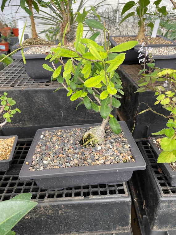 Fockea Edulis- Bonsai - Caudex-easy Care-similar to Photo Not Exact-  Multiple Size Options ! - Etsy Israel
