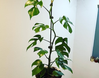 2ft tall trellised on bamboo pole -mini Monstera - Rhaphidophora tetrasperma- similar to picture -mature leaves with fenestration