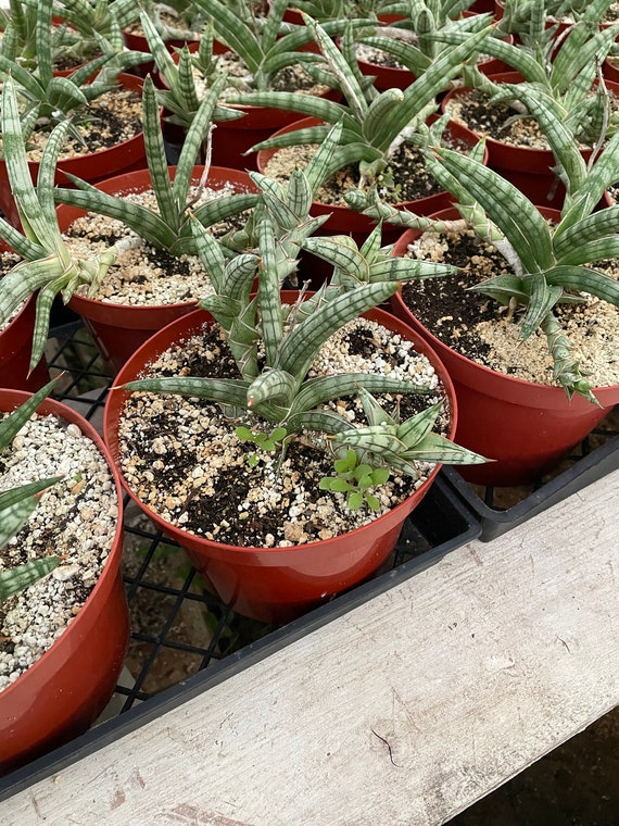 sugars succulents Echeveria 'Icy Laui' Sugar Heart