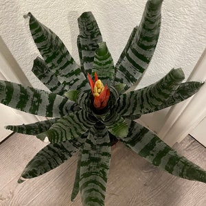 XL 1ft-Variegated Bromeliad easy care keep water in flower cup hard to find Rare Aechmea chantinii black-Rebecca image 2