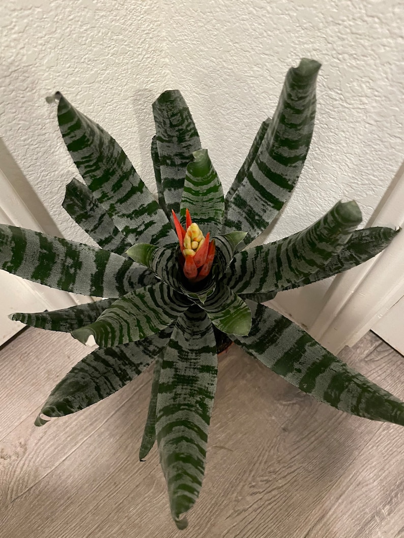 XL 1ft-Variegated Bromeliad easy care keep water in flower cup hard to find Rare Aechmea chantinii black-Rebecca image 2