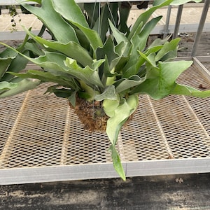 XXL - multiple sizes -Staghorn fern in moss basket or growers pot similar to photo not exact-Platyceriuma bifurcatum-elkhorn fern -easy care