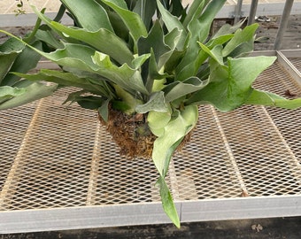 XXL - multiple sizes -Staghorn fern in moss basket - similar to photo not exact-Platycerium bifurcatum-elkhorn fern -easy care