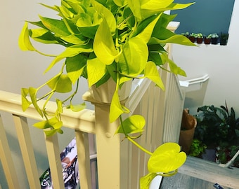 6 inch potted - Pothos Neon- Tropical Plant-easy care-not exact plant - can vary in size and length due to availability.
