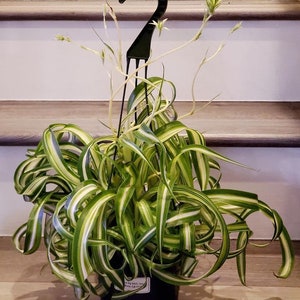 May include: A vibrant spider plant in a black hanging pot. The plant features long, arching green and white striped leaves. Delicate stems with small white flowers extend from the plant, and the pot hangs from a black metal hook.
