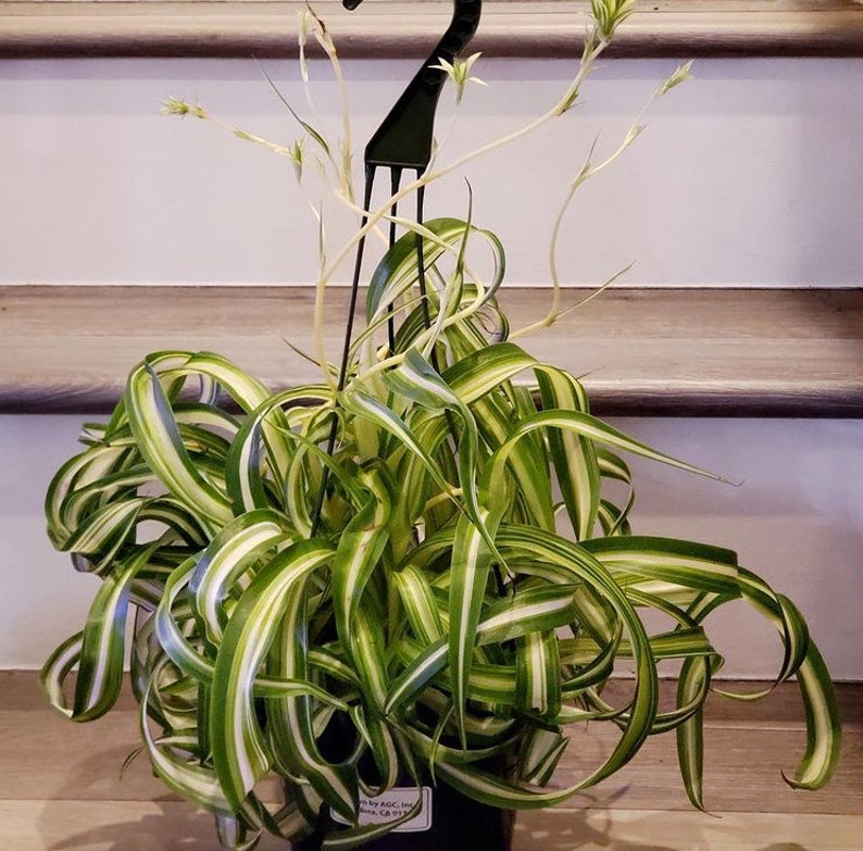 Puede incluir: Una planta ara&ntilde;a verde y blanca con hojas largas y delgadas en una maceta negra colgante. La planta est&aacute; colgada de un gancho de metal negro.