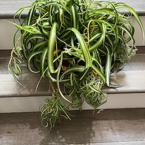 XL- Live 8 inch pot-Curly Spider 'Bonnie' Air Purifying Indoor Plant Chlorophytum comosum, Variegated Curly, hard to find this size