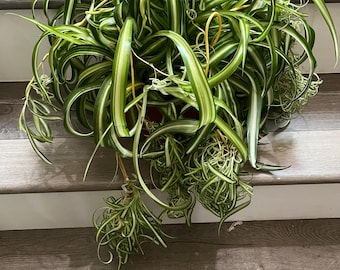 XL- Live 8 inch pot-Curly Spider 'Bonnie' Air Purifying Indoor Plant Chlorophytum comosum, Variegated Curly, hard to find this size