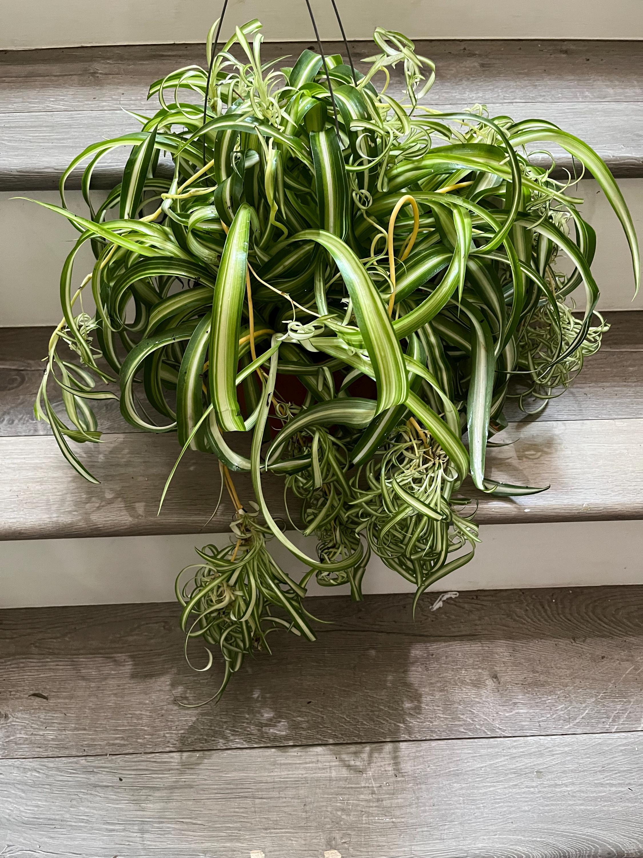 Live Spider Plant 2 Pack S Live - Variegated House Plants In 4 Inch Pots,  Perfect For Hanging Baskets Curly Spider Plant