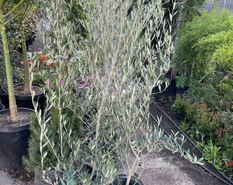 XXL-4ft Fruitless olive with growers pot--Olea Europaea ‘ Wilsonii’-drought ready-Read description-leaves to be sun stressed-not exact photo