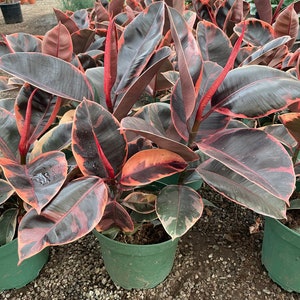 May include: A group of potted rubber plants with dark green leaves with red and cream variegation. The plants are in green plastic pots and are sitting on a bed of gravel.