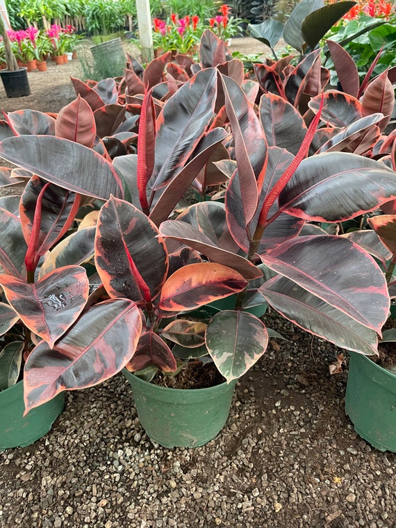 Buy XL 2ft Tall - 8 Inch Pot Variegated Rubber Plant - Ficus Elastica  'ficus Ruby -similar to Picture Not Exact Online in India - Etsy