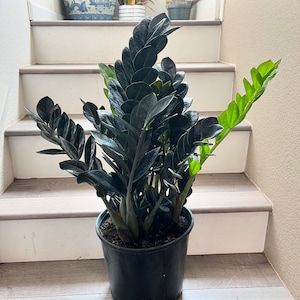 May include: A black ZZ plant with dark green leaves in a black plastic pot. The plant is on a set of white stairs.