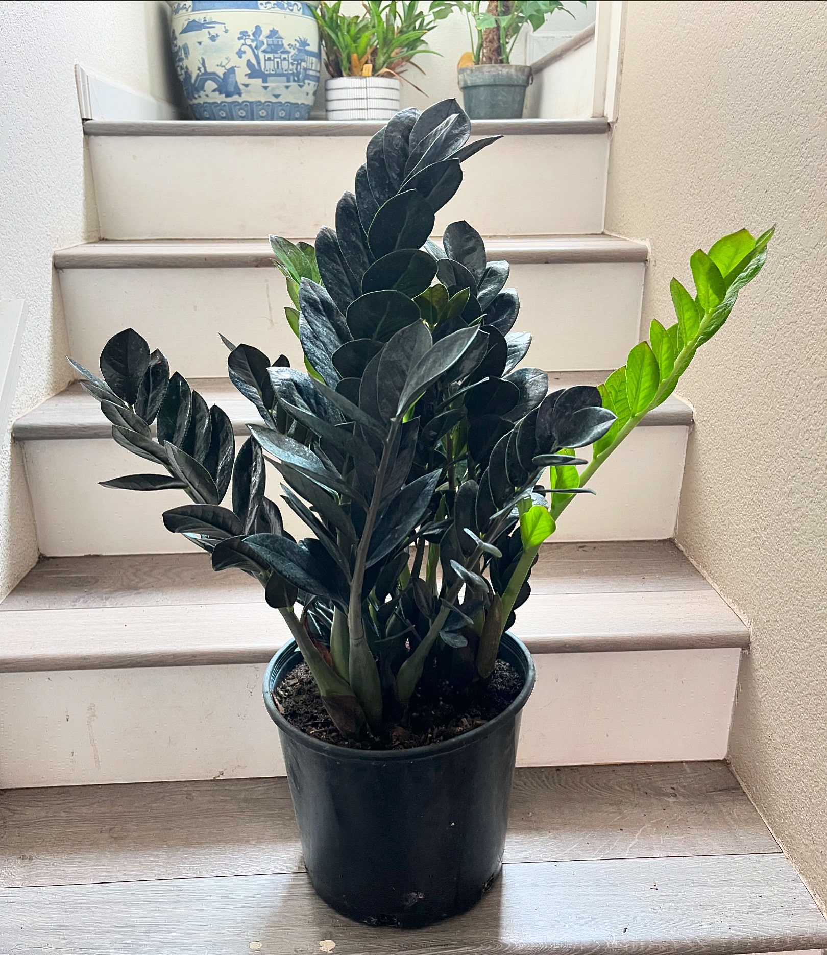 XXL 10 inch pot 2ft tall - black ZZ -Zamioculcas zamiifolia)-easy care- air  purifier-handles low light- not exact-plant super nova