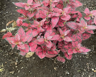 XL -6 inch potted -polka dot plant live potted plant in growers pot- dark red -similar to photo-Hypoestes Red-Hypoestes phyllostachya -