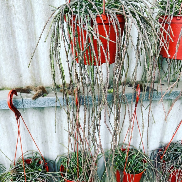 Raro, 6 en maceta, Cynchanum marnierianum (planta de tallo muerto), difícil de encontrar, los senderos pueden variar según la disponibilidad.