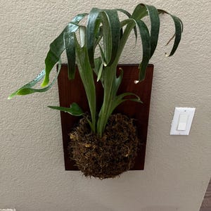XL -14x12 Mounted Staghorn fern on wood-similar to photo not exact-Platycerium bifurcatum-elkhorn fern-easy care-each mount is unique