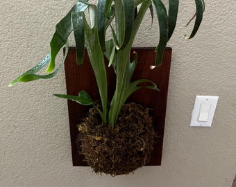 XL -14x12 Mounted Staghorn fern on wood-similar to photo not exact-Platycerium bifurcatum-elkhorn fern-easy care-each mount is unique