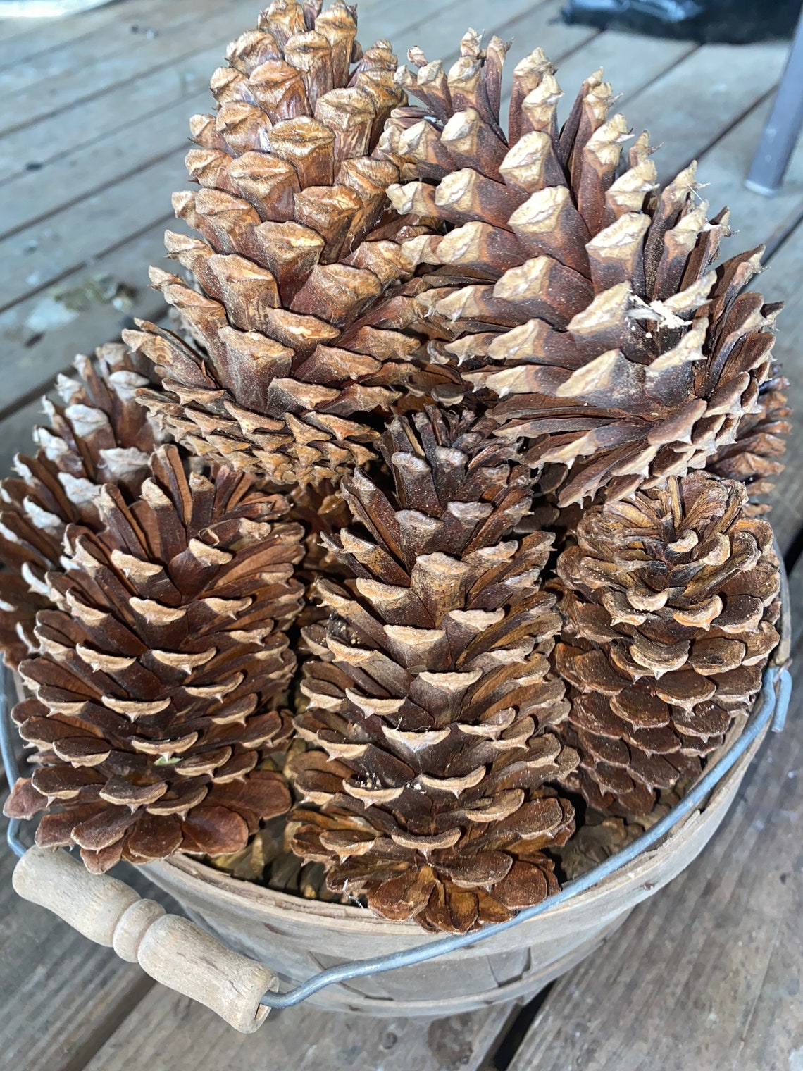 LOUISIANA PINE Cones/fresh Pine Cones/natural Decor/ Etsy
