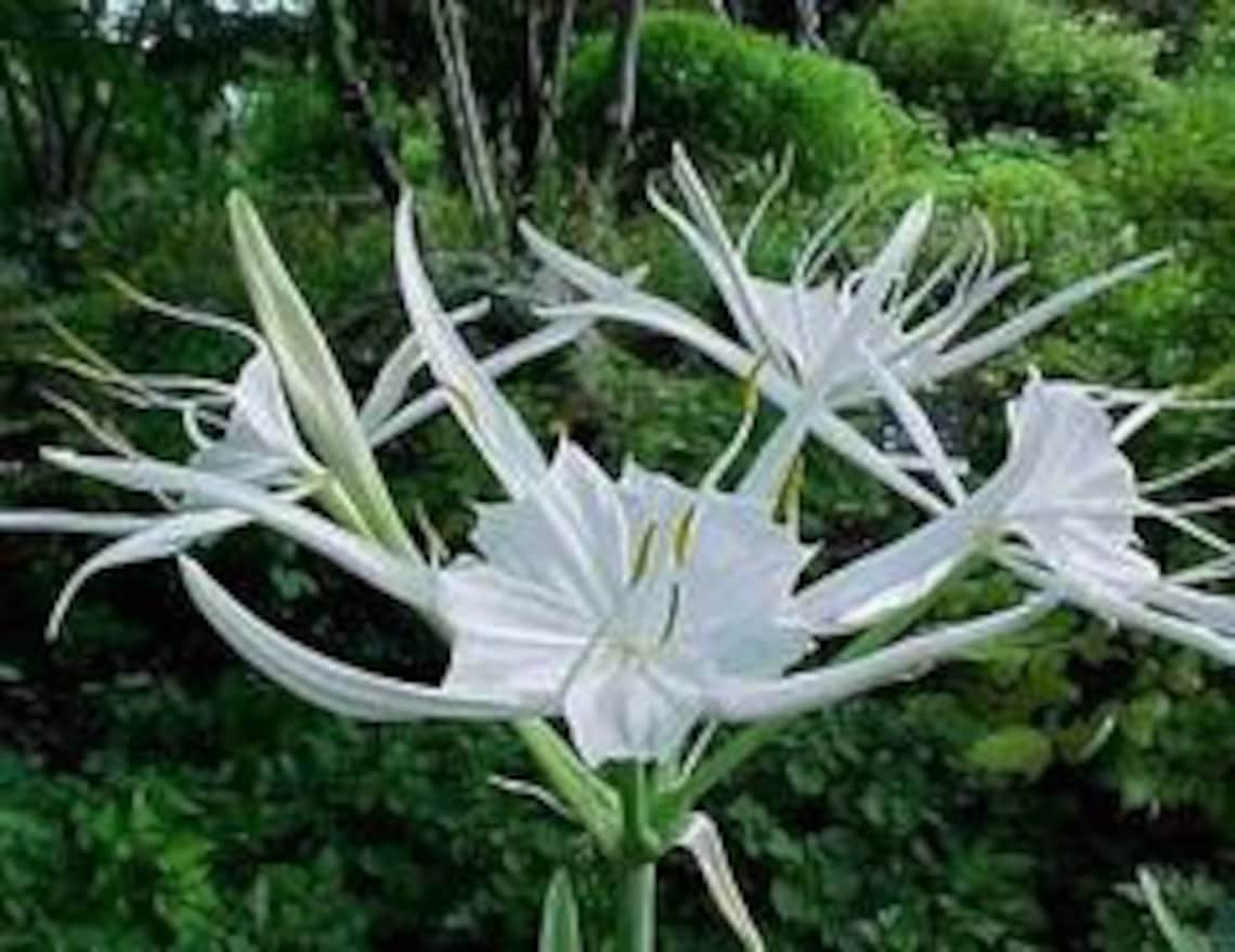 3 WHITE SPIDER LILY Bulbs/Marsh Lily/Native Louisiana Etsy