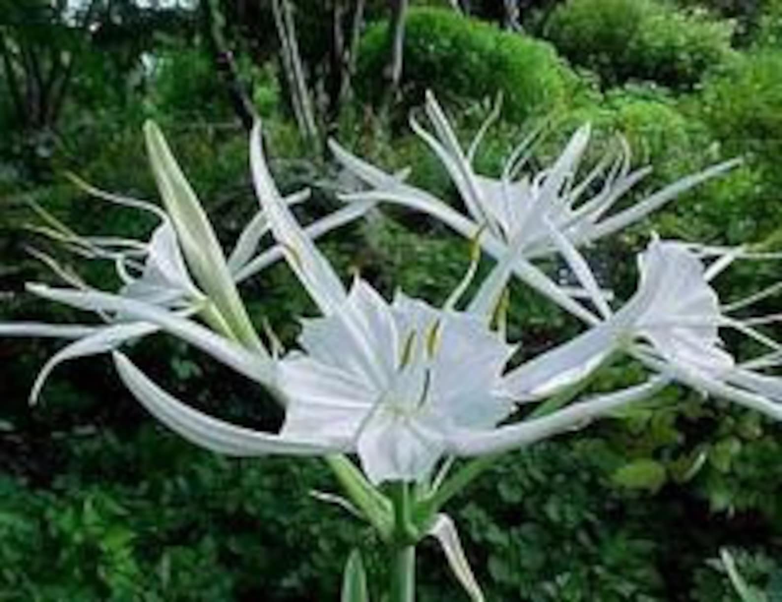 3 WHITE SPIDER LILY Bulbs/Marsh Lily/Native Louisiana Etsy