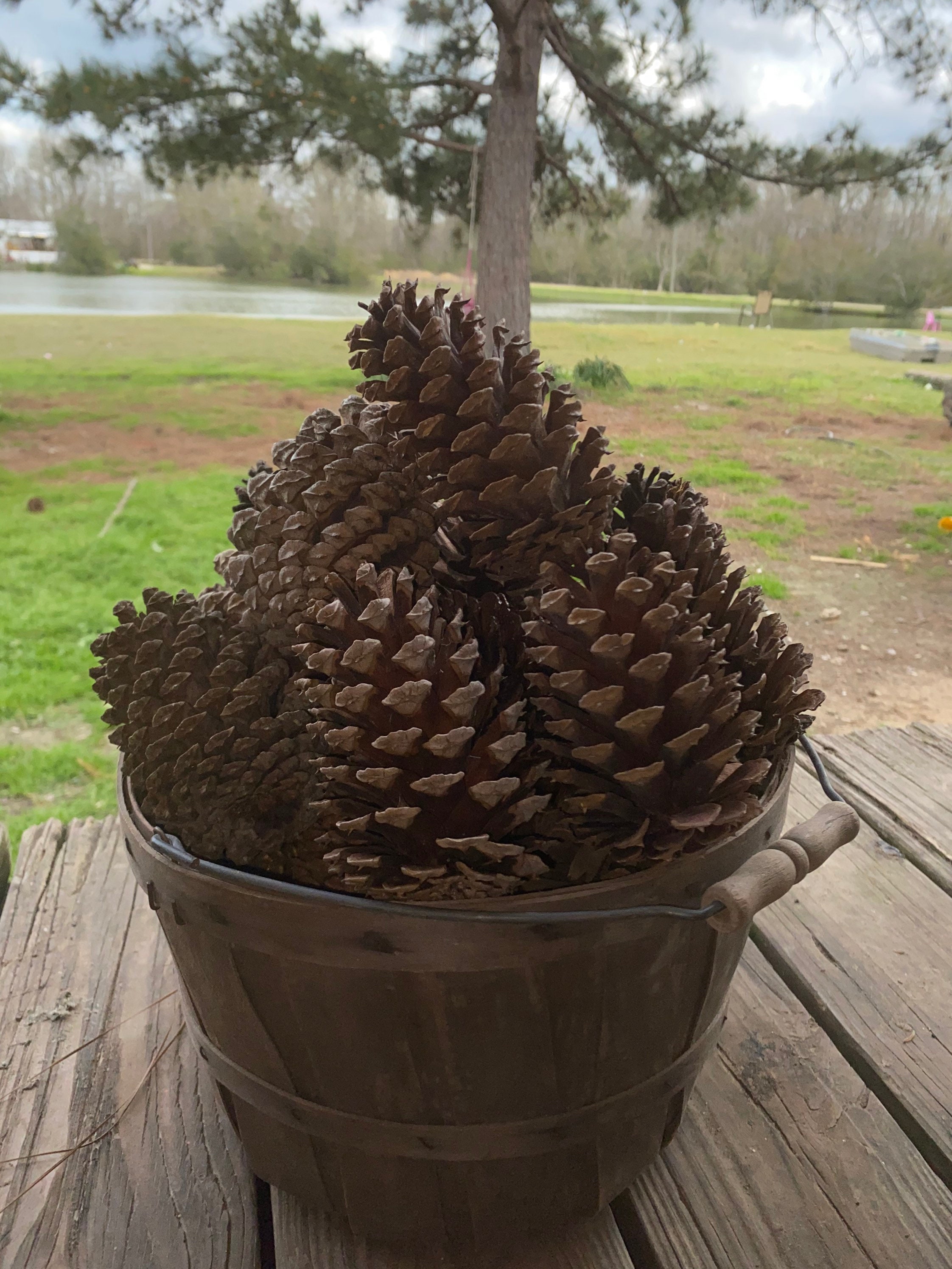 LOUISIANA PINE CONES/Fresh Pine Cones/Natural Decor/ Etsy