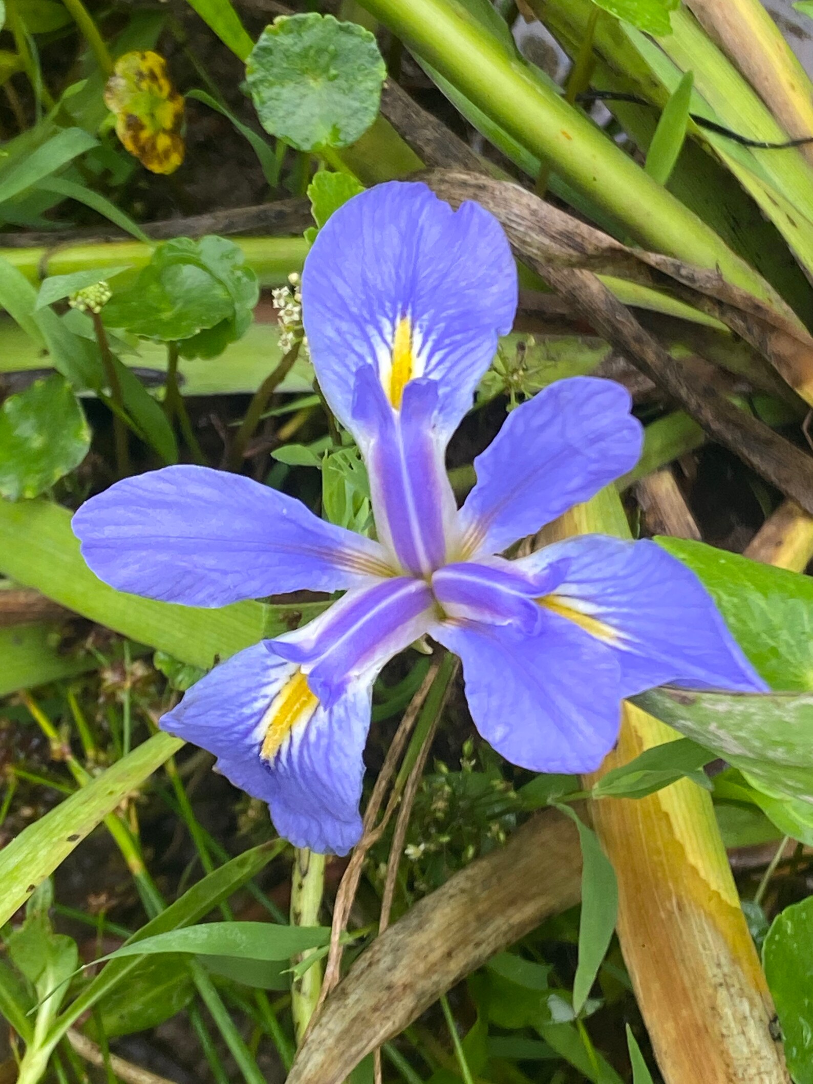 3 Purple LOUISIANA IRIS PLANTS Etsy